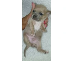 Tan color male Chihuahua Puppy for Sale - 3