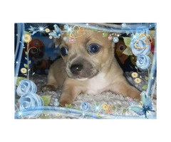 Tan color male Chihuahua Puppy for Sale - 4