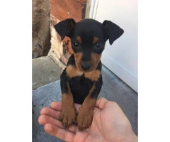 Miniature Pinscher Puppy Needs A Home