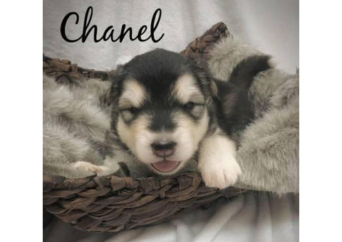malamute