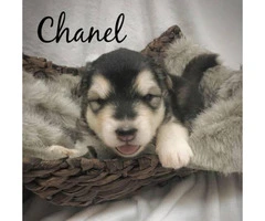 5 Alaskan Malamute puppies looking for new homes
