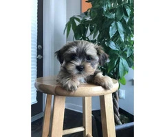Yorkie Shitzu pups for sale - $650 - 1