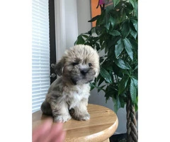 Yorkie Shitzu pups for sale - $650 - 2