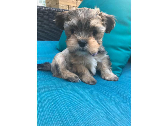 Yorkie Shitzu pups for sale - $650 in Atlanta, Georgia ...