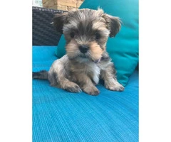Yorkie Shitzu pups for sale - $650 - 3