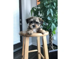 Yorkie Shitzu pups for sale - $650 - 4