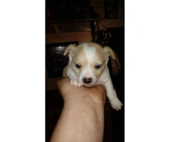 Cute 6 week old Chihuahua puppies for sale