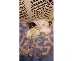 Cute 6 week old Chihuahua puppies for sale - 2