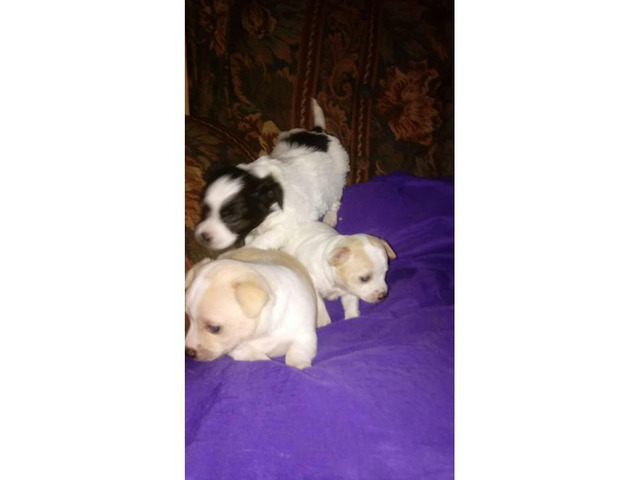 Cute 6 week old Chihuahua puppies for sale in Huntsville