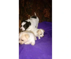 Cute 6 week old Chihuahua puppies for sale - 3
