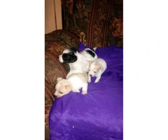 Cute 6 week old Chihuahua puppies for sale - 4