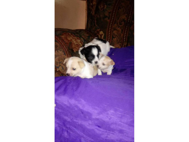 Cute 6 week old Chihuahua puppies for sale in Huntsville