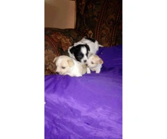 Cute 6 week old Chihuahua puppies for sale - 5