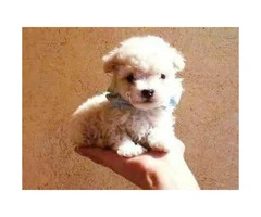 Very lovable and sweet Mini toy poodles