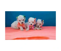 Very lovable and sweet Mini toy poodles - 2