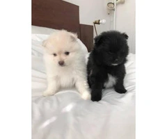Two pretty Pomeranian puppies are going to ready June 9 - 3