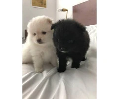 Two pretty Pomeranian puppies are going to ready June 9 - 4