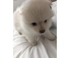 Two pretty Pomeranian puppies are going to ready June 9 - 5