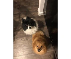 Two pretty Pomeranian puppies are going to ready June 9 - 7