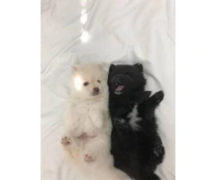 Two pretty Pomeranian puppies are going to ready June 9 - 8