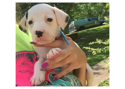 Dalmatian puppy looking for his loving forever home