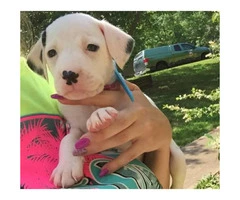 Dalmatian puppy looking for his loving forever home