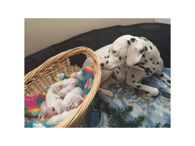 Dalmatian puppy looking for his loving forever home in ...