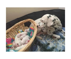 Dalmatian puppy looking for his loving forever home - 2