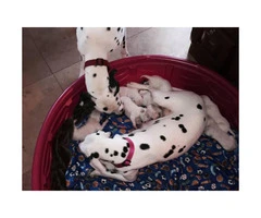 Dalmatian puppy looking for his loving forever home - 3