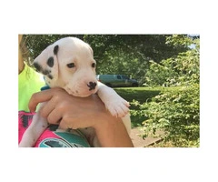 Dalmatian puppy looking for his loving forever home - 4