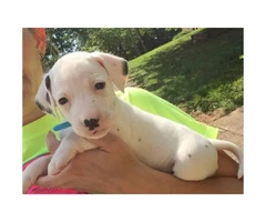 Dalmatian puppy looking for his loving forever home - 5