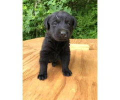 2 black female Akc registered lab puppies available for deposit - 1