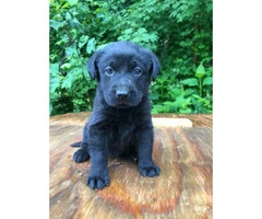 2 black female Akc registered lab puppies available for deposit - 2