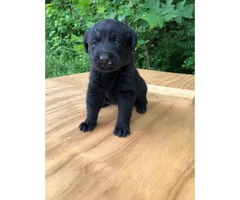 2 black female Akc registered lab puppies available for deposit - 3