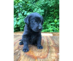 2 black female Akc registered lab puppies available for deposit - 4