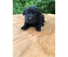 2 black female Akc registered lab puppies available for deposit - 5