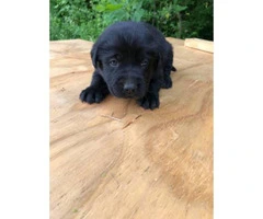 2 black female Akc registered lab puppies available for deposit - 6