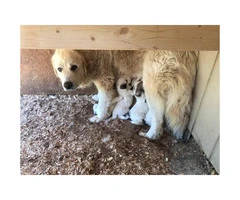 Full blooded Great Pyrenees puppies available, pups are 6 weeks