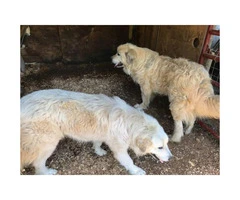 Full blooded Great Pyrenees puppies available, pups are 6 weeks - 2