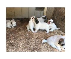 Full blooded Great Pyrenees puppies available, pups are 6 weeks - 3