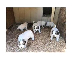 Full blooded Great Pyrenees puppies available, pups are 6 weeks - 4
