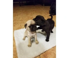 Healthy, adorable, and playful Male Pug puppies