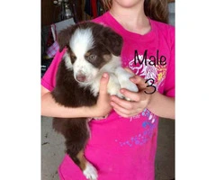 4 Male registered standard size Aussies pups - 1