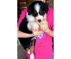 4 Male registered standard size Aussies pups - 2