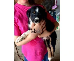 4 Male registered standard size Aussies pups - 3