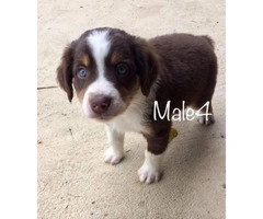 4 Male registered standard size Aussies pups - 4
