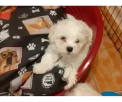 Adorable Maltese puppies - 5