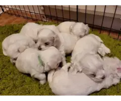 Adorable Maltese puppies - 6