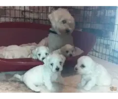 Adorable Maltese puppies - 7