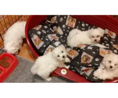 Adorable Maltese puppies - 8